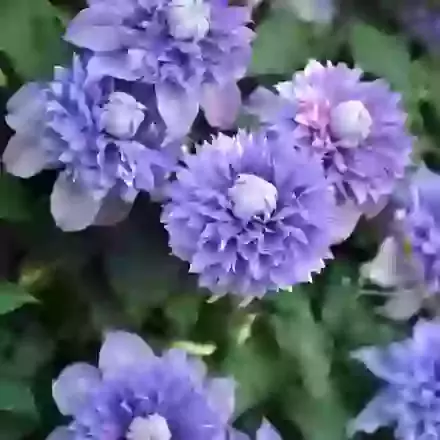 Clematis